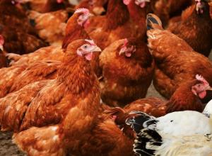 Poultry nutrition