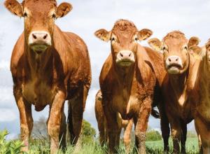 Nutrition for suckler and fattening cows