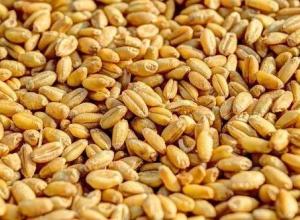 Wheat 2 class 