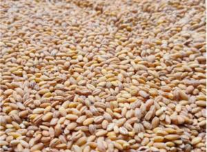 Pearl barley