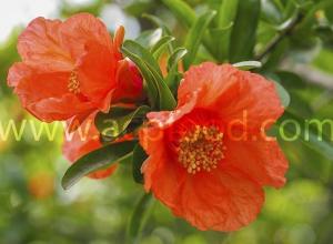 Pomegranate Flower
