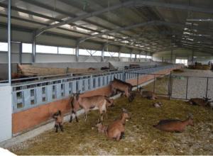 Feeding belts 