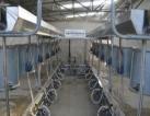 Herringbone  milking system