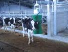 Cow brush