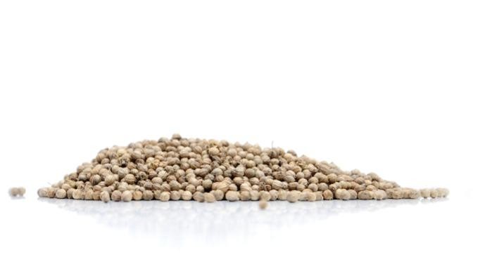 Coriander