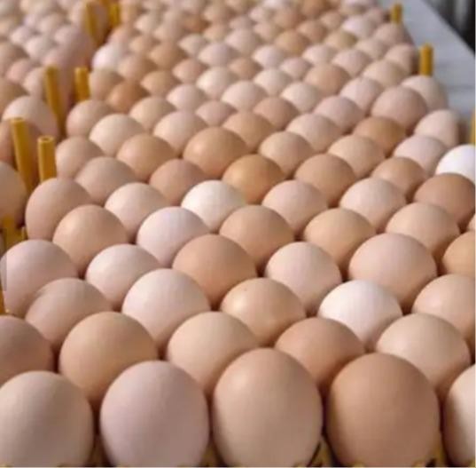 Fertilized Chicken Eggs/ Cobb 500 Broiler Chicken Eggs/Fresh
