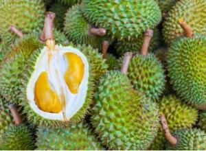 Fresh Durian High Quality / Premium Frozen Durian 