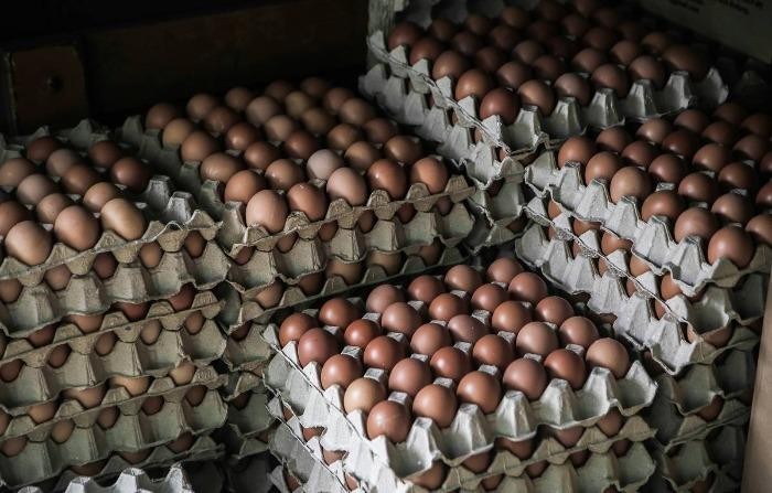 Broiler hatching eggs Ross 308 and Cobb 500 and Chicken Tabl