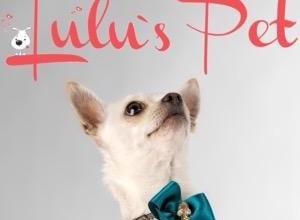 Dog collar, cat collar