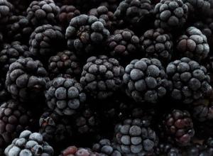 IQF Wild Blackberry (Rubus Fruticosus)