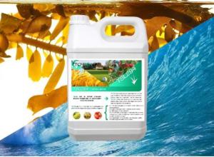 Fermented seaweed extract - active ingredient
