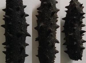 Sea Cucumber