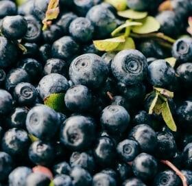 Black currant