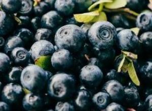 Bilberry