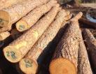 Wood Logs