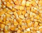 Corn grain