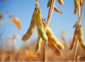 Soybean