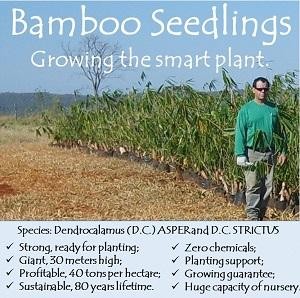 Bamboo Charcoal