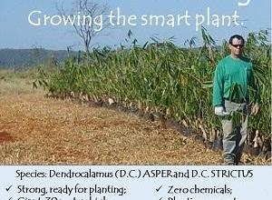 Bamboo Seedlings