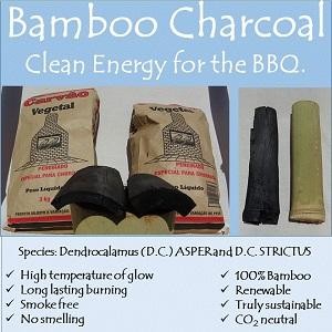 Bamboo Seedlings