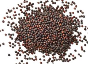 Canola seed