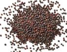 Canola seed