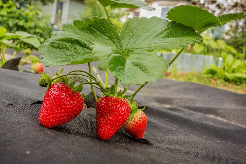 For Sheltering The Soil
