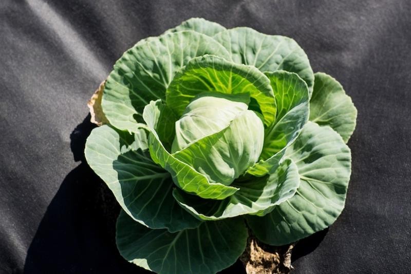 Benno Agro