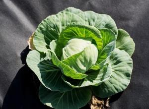For Sheltering The Soil