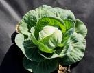 For Sheltering The Soil