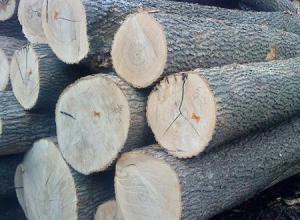 Ash Round Logs