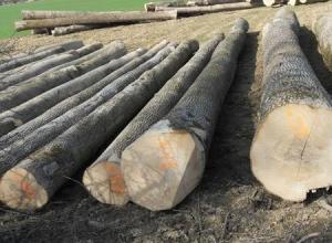 European White Ash Logs