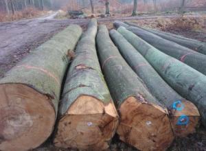 European Beech Logs