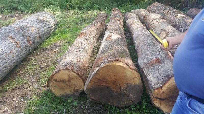 Beech Wood Elements
