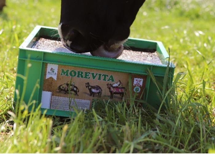Benefits Of Morevita