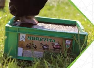 Benefits Of Morevita