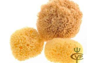 Natural sea sponge