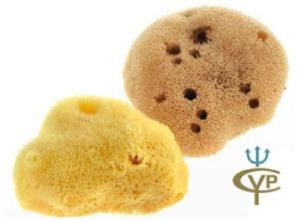 Natural sea sponge