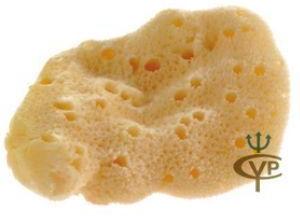 Natural sea sponge