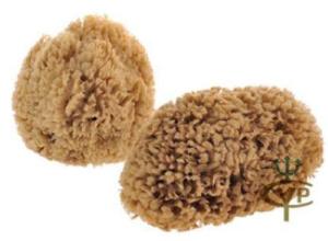 Natural sea sponge