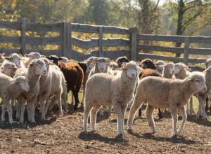 Sale of an integral property complex for the production of livestock