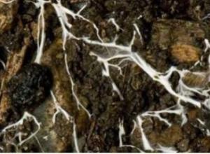 Mykoz-Mycorrhiza