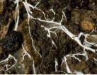 Mykoz-Mycorrhiza