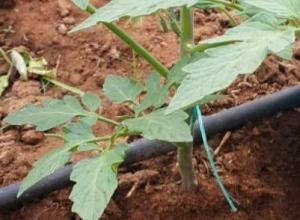 Roveg-Agrobacterium-Radiobacter