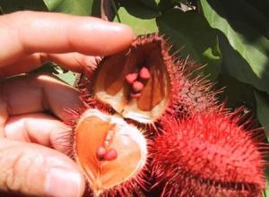 Annatto
