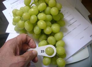 Grapes