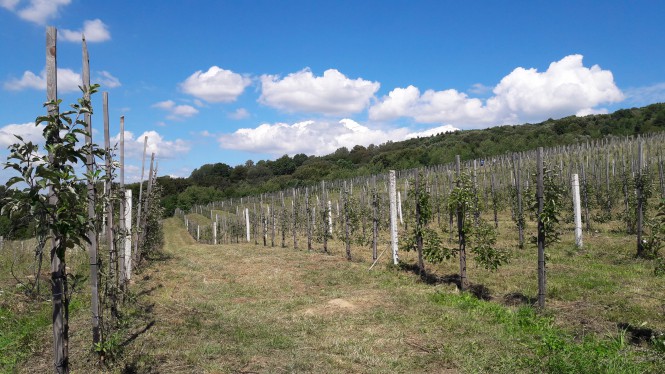 Investments in the promisloviy apple orchard near Lviv region