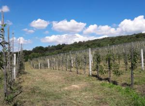 Investments in the promisloviy apple orchard near Lviv region
