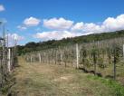 Investments in the promisloviy apple orchard near Lviv region