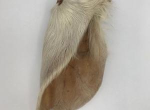 Ear With Fur